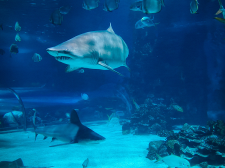 An underwater scene with sharks, fish, and a view of an aquarium tunnel.