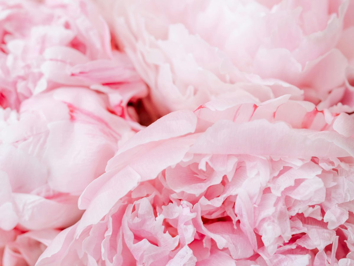 Close-up of delicate pink peonies with soft petals.