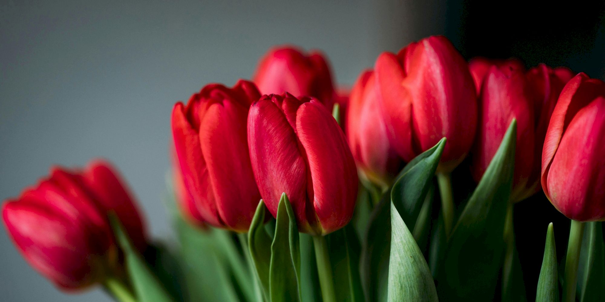 A beautiful bouquet of red tulips with green stems.