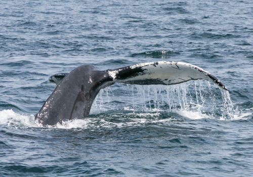 This image depicts the tail of a whale emerging from the water as it dives back into the ocean, creating splashes and ripples in the surrounding water.