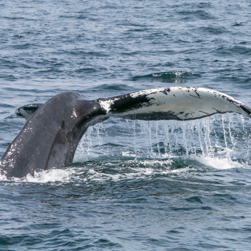 This image depicts the tail of a whale emerging from the water as it dives back into the ocean, creating splashes and ripples in the surrounding water.